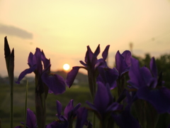 あやめと夕日
