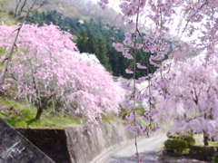 桜と桃の共演