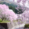 桜と桃の共演