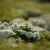 強く可愛いく生きる花たち