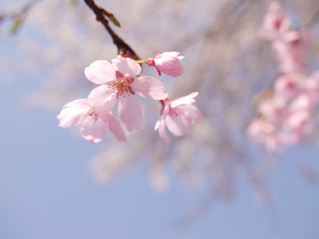 明るく撮れた桜!