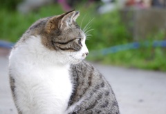 横顔美猫