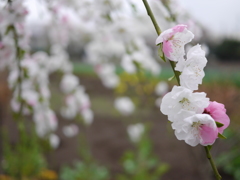 曇り後ももの花