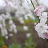曇り後ももの花