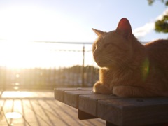 夕日を浴びる猫