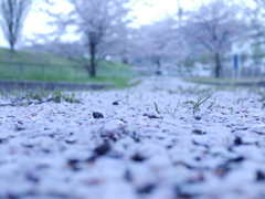 桜色の道