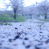 桜色の道