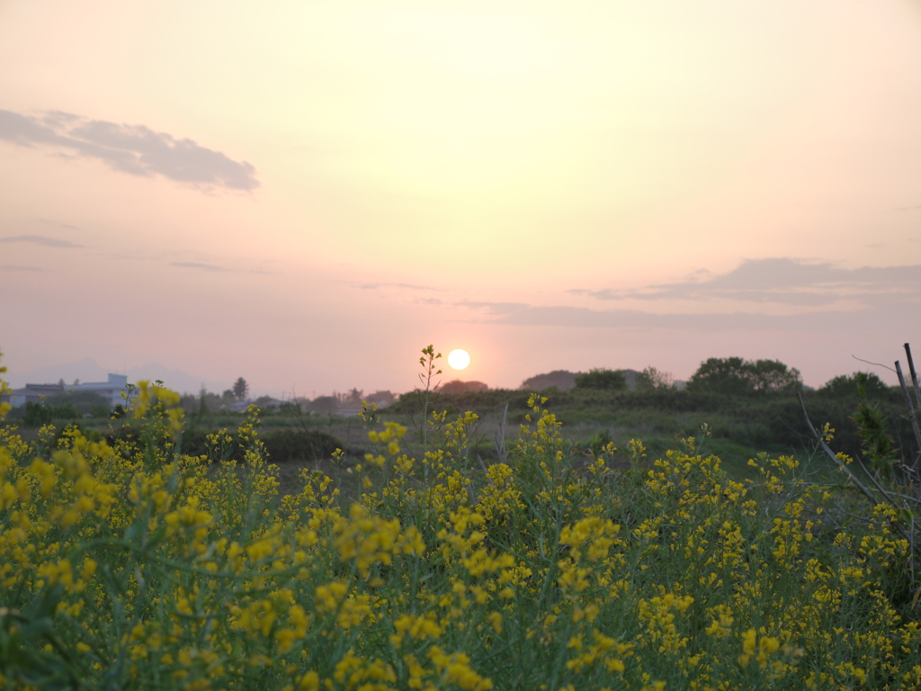 菜の花と夕日