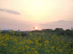 菜の花と夕日