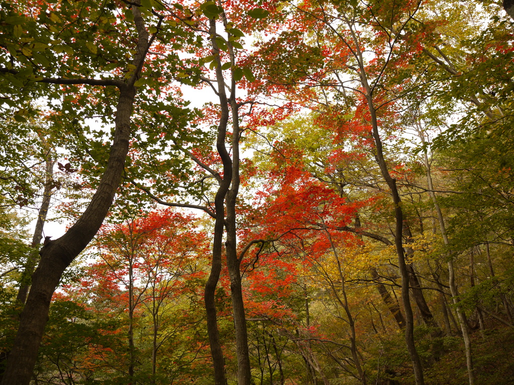 紅葉