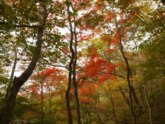 紅葉