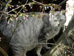 桜の木に登るデブ猫