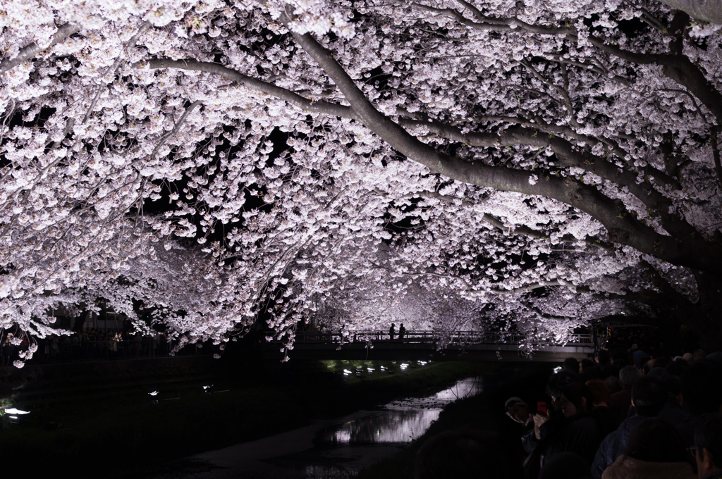 降るような桜