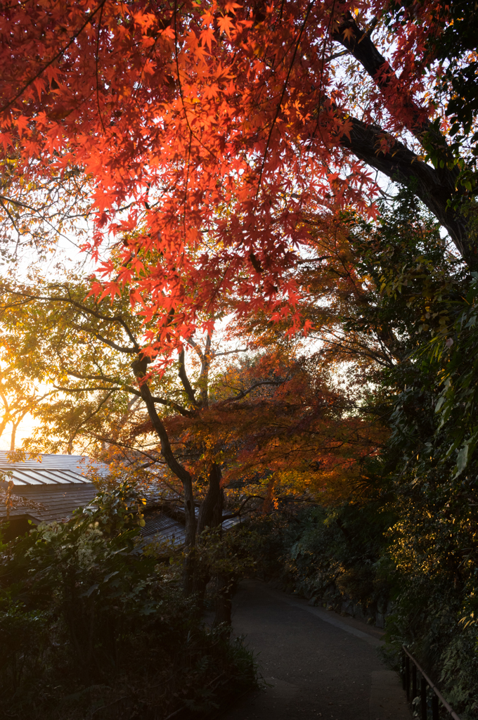 実篤公園　紅葉