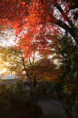 実篤公園　紅葉