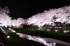 調布野川の夜桜