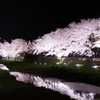 調布野川の夜桜