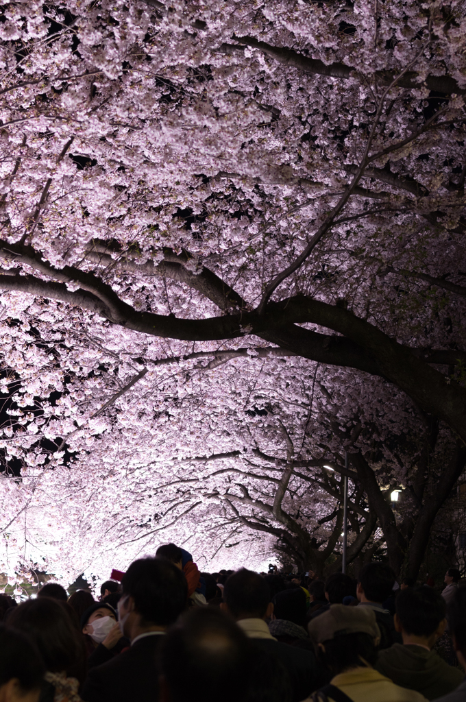 夜桜トンネル