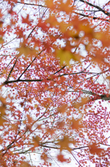 見上げれば紅葉