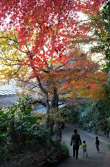 紅葉お散歩