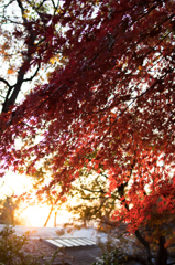 夕焼けに染まる実篤紅葉