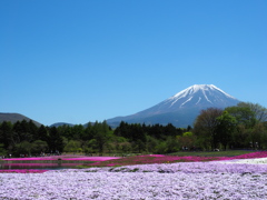 富士山 with 芝桜