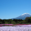 富士山 with 芝桜