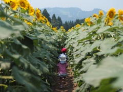 向日葵トンネル