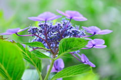 花冠