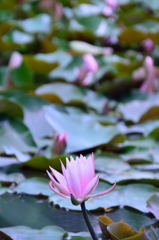 the Lotus
