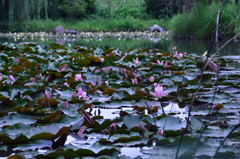 lotus garden