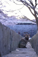 猫と桜