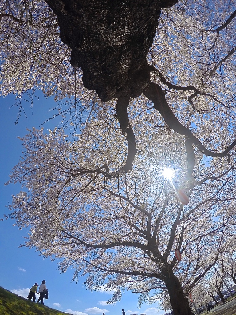 命漲る桜