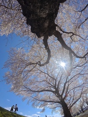 命漲る桜