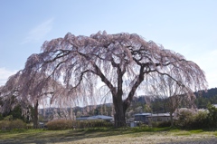 枝垂れ桜が好きですねー