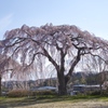 枝垂れ桜が好きですねー