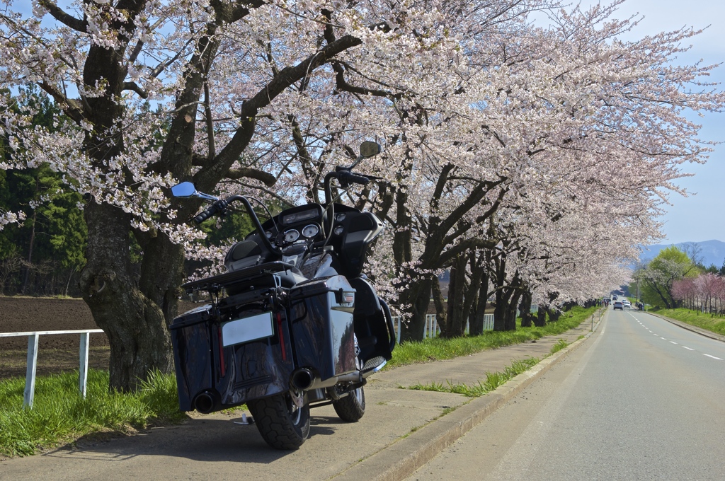 桜並木道