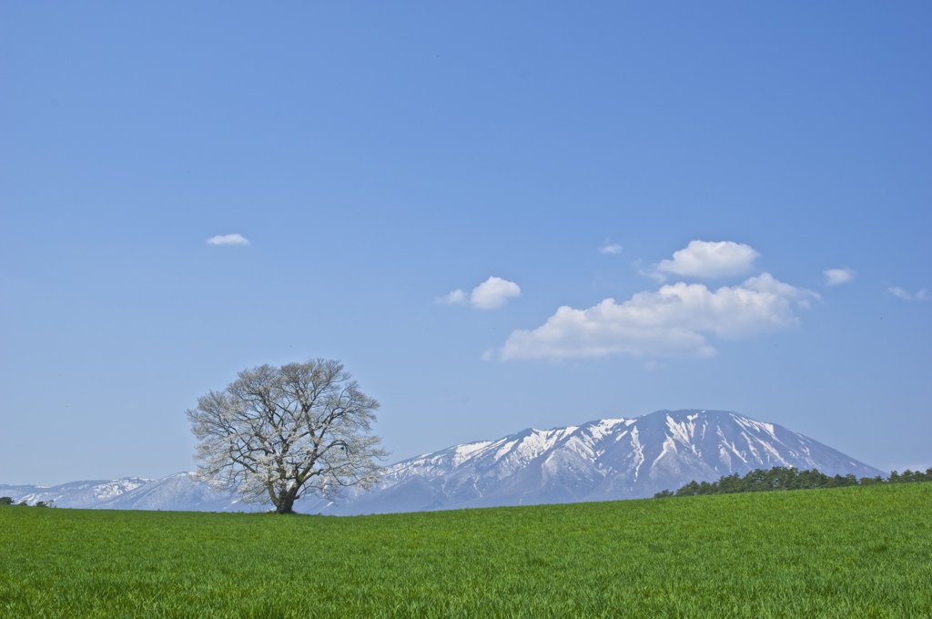 一本桜