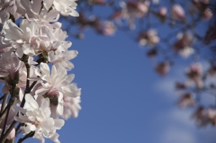 岩手の桜はまだですが、春の花は咲きました