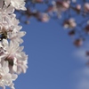 岩手の桜はまだですが、春の花は咲きました