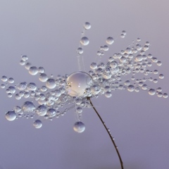 drop