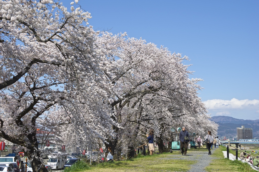 岩手の桜始まりましたー