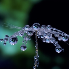 drop
