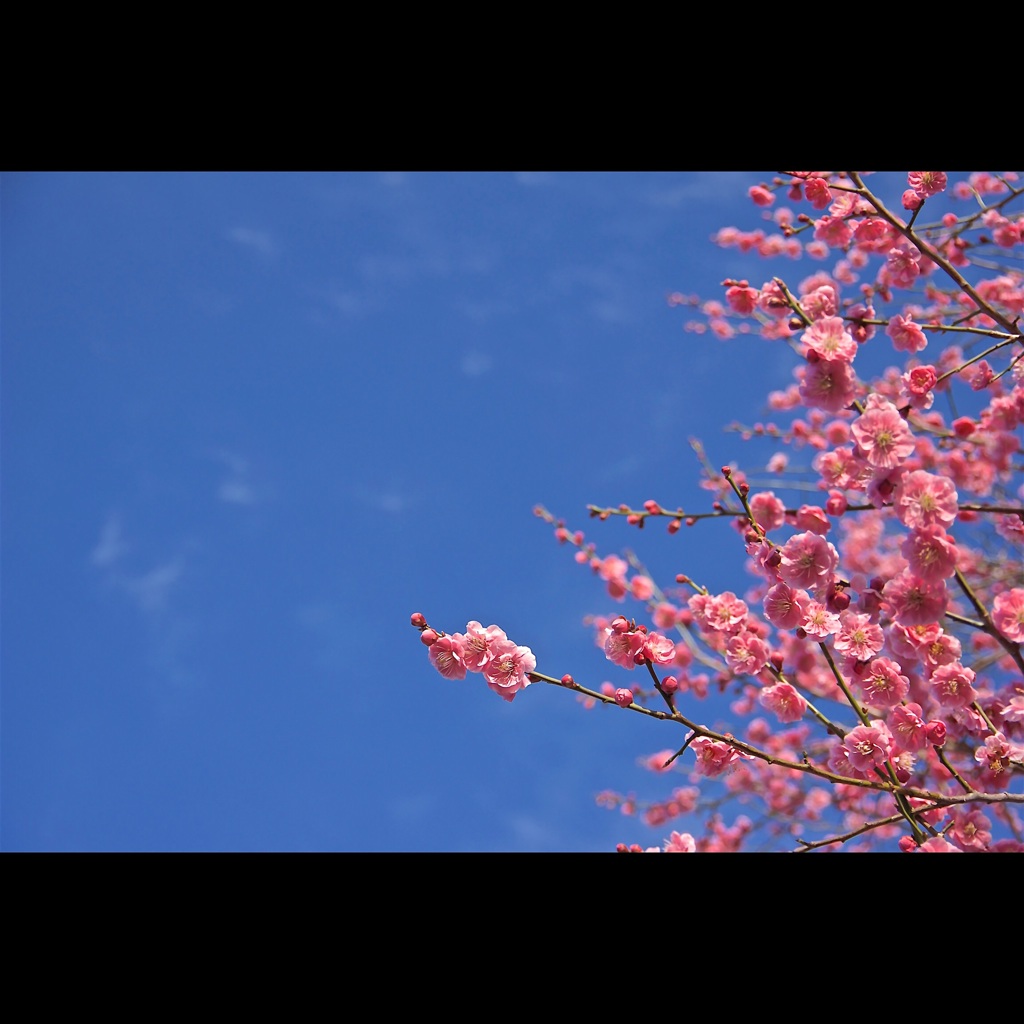 青空うめー