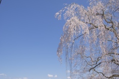 柔らかな枝垂れ桜。やっぱ好きだなー