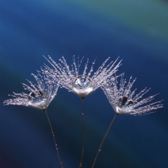 drop