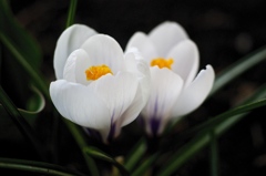 小さい綺麗な花