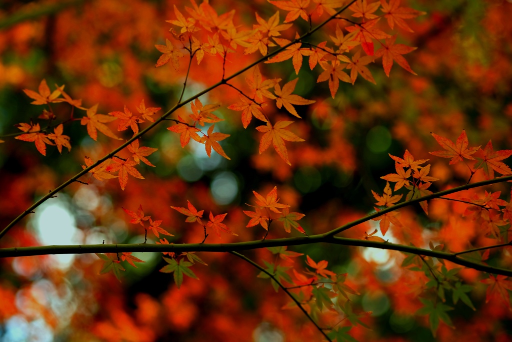 Orange momiji！