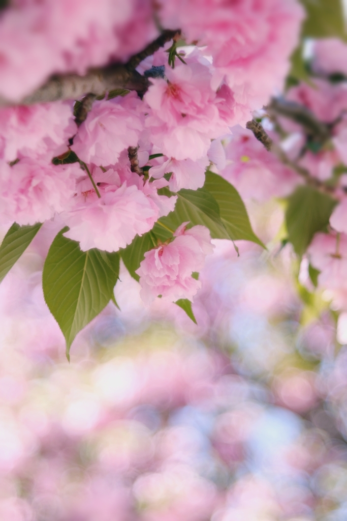 八重桜