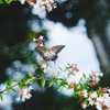 In my dream